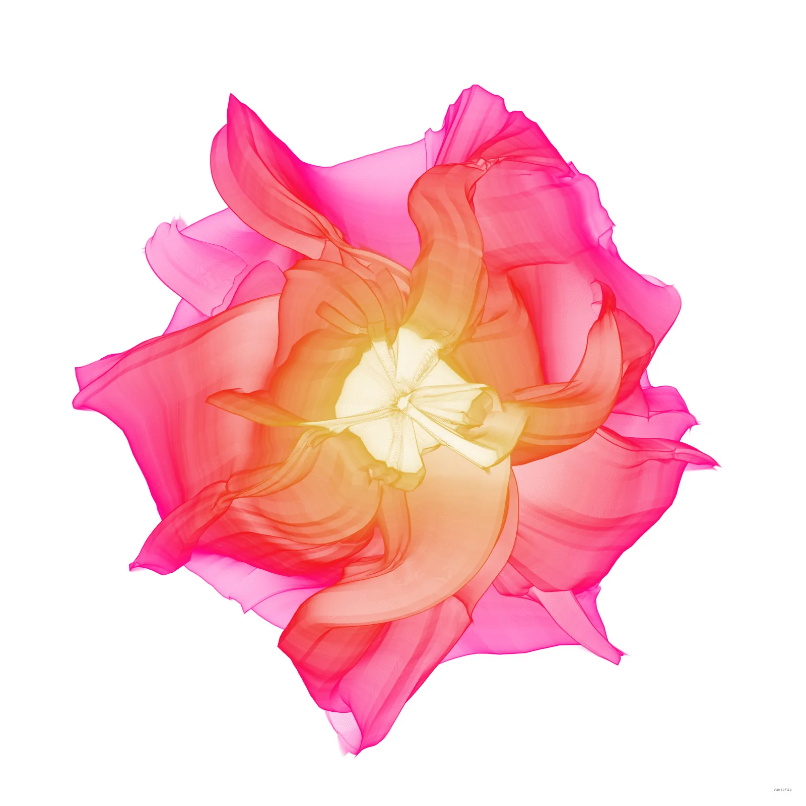 waveclock-rosy